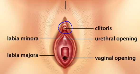 - (Vagina, Klitoris)