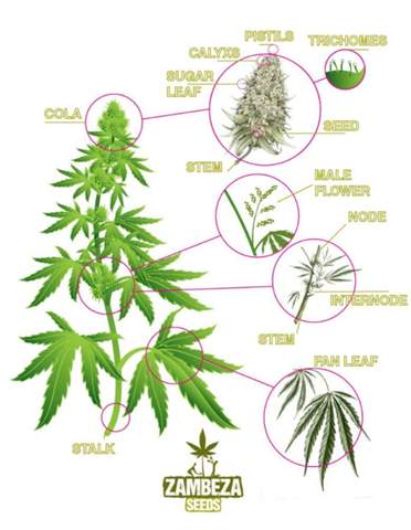 - (Cannabis, Pflanzenpflege, Hanf)
