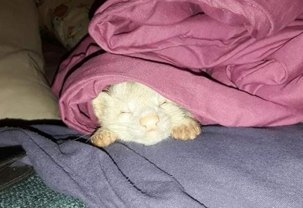 - (Gesundheit, Katze, Tierarzt)
