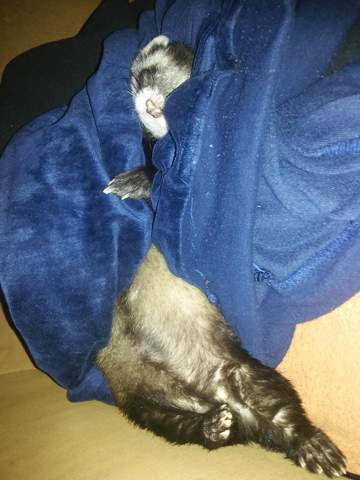 - (Gesundheit, Katze, Tierarzt)