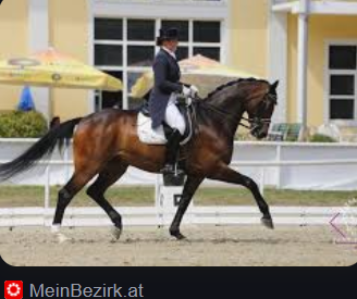 - (Pferd, Reiten, Western)