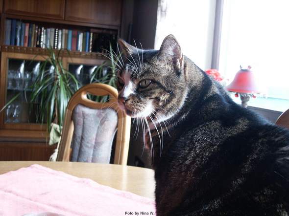 - (Tiermedizin, Hauskatze, Tierschutz)