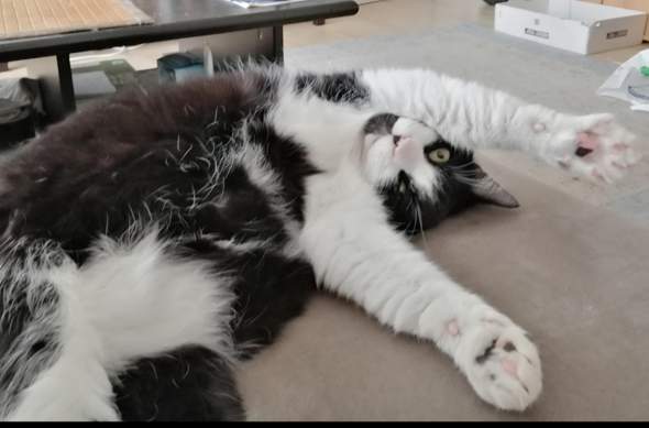 - (Tiermedizin, Hauskatze, Tierschutz)