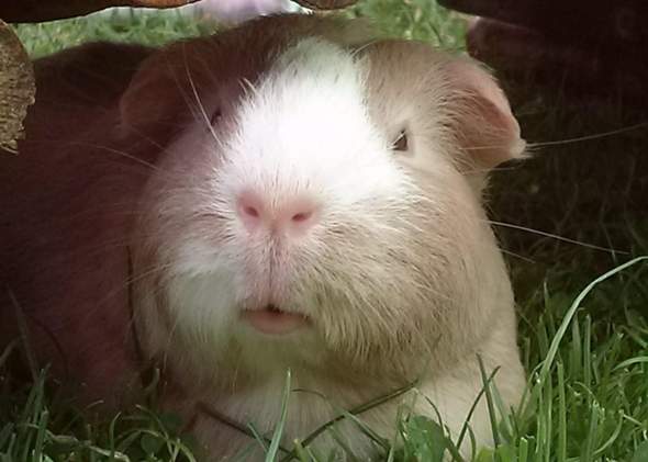 - (Gesundheit, Stress, Meerschweinchen)
