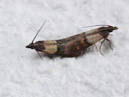 - (Insekten, Ungeziefer, Käfer)