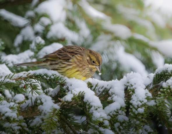- (Vogelart, Vogelkunde, Wildvögel)
