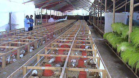 - (Meerschweinchen, Nagetiere, Meerschweinchenhaltung)