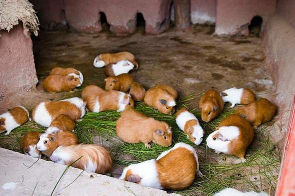 - (Meerschweinchen, Nagetiere, Meerschweinchenhaltung)