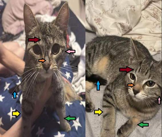 - (Tiermedizin, Hauskatze, Tierschutz)