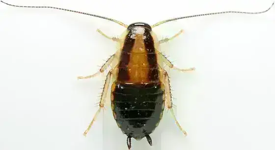 - (Insekten, Schädlinge, Ungeziefer)