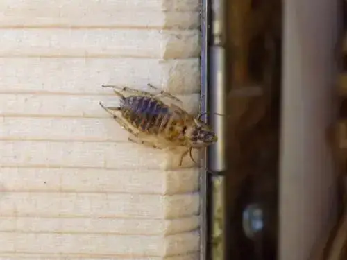 - (Schädlinge, Ungeziefer, Insektenbestimmung)