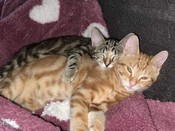 - (Katze, Katzenjunges, Katzenverhalten)