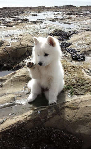 - (Hund, Lieblingstier)