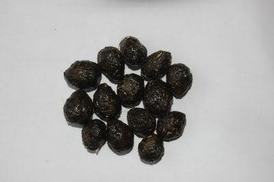 - (Kaninchen, Tiermedizin, Kleintiere)