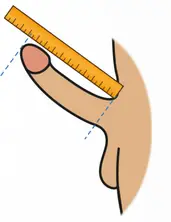 - (Sexualität, Penis, Selbstbefriedigung)