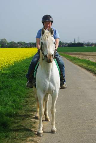 - (Pferd, Reiten, Pony)