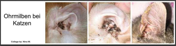 - (Katze, Tierarzt, Tiermedizin)
