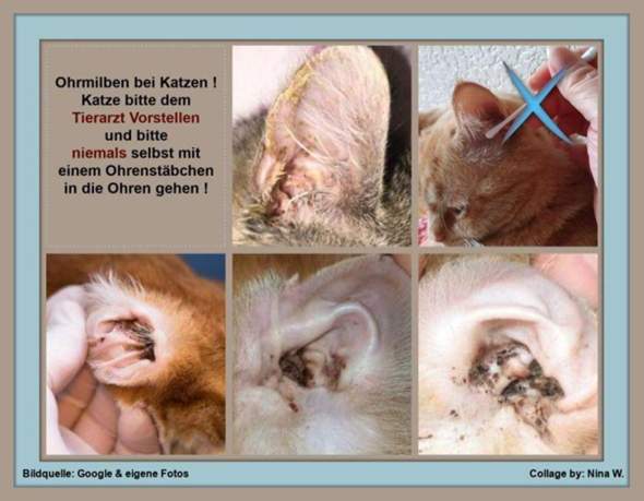 - (Katze, Tierarzt, Tiermedizin)