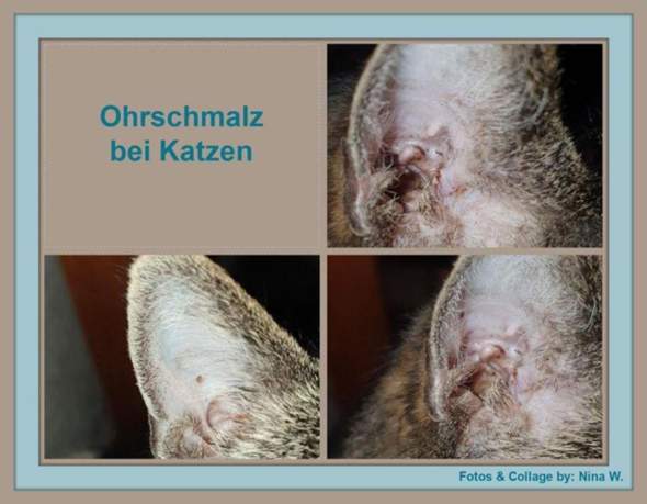 - (Katze, Tierarzt, Tiermedizin)