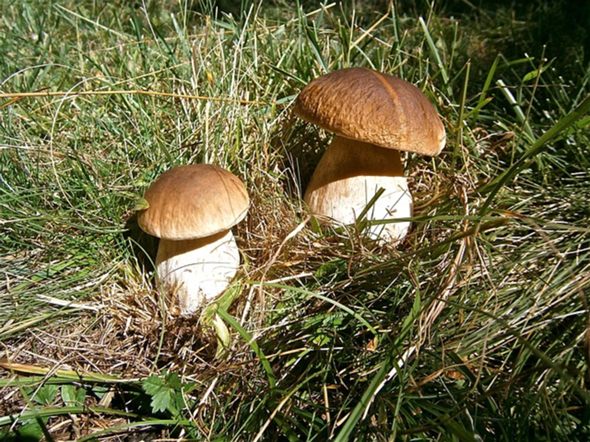 - (Wald, spazieren)
