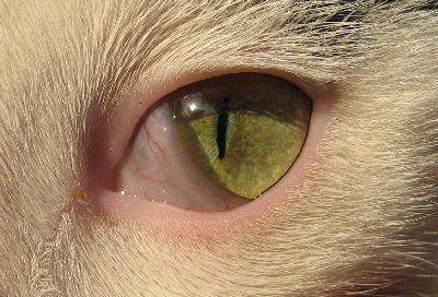 - (Katze, Entzündung, Tierarzt)