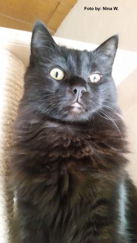 - (Katze, Entzündung, Tierarzt)