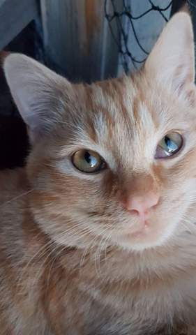 - (Katze, Entzündung, Tierarzt)