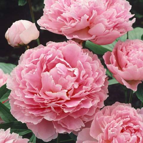 - (Garten, Blumen)