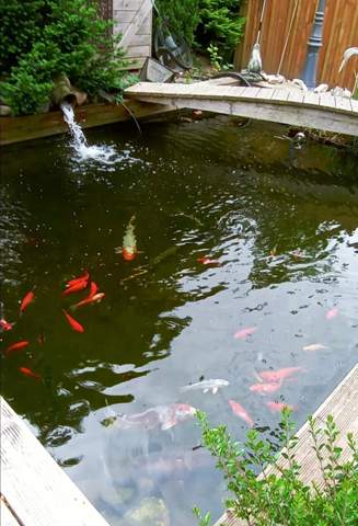 - (Fische, Goldfische, Gartenteich)