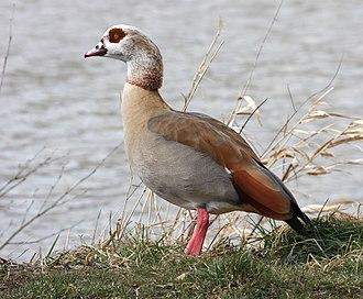 - (fliegen, Vogelart, Tierwelt)