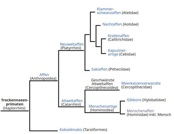 - (Menschen, Gott, Evolution)