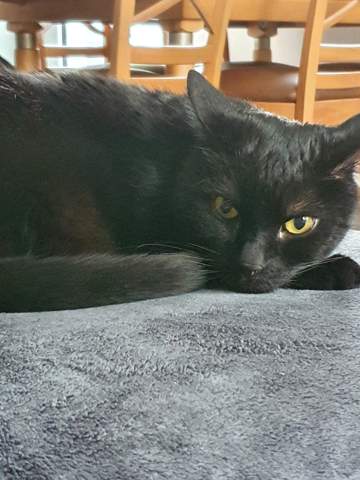 - (Tiere, Hund, Katze)