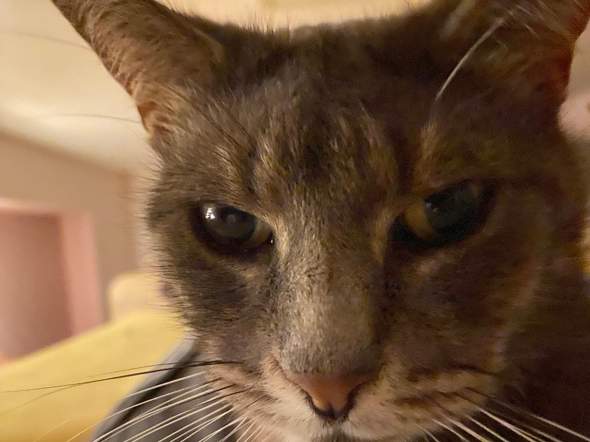 - (Hund, Name, Kater)