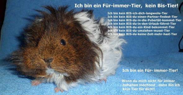 - (Meerschweinchen, Nagetiere, artgerechte Haltung)