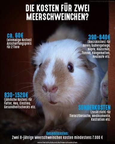 - (Meerschweinchen, Nagetiere, artgerechte Haltung)