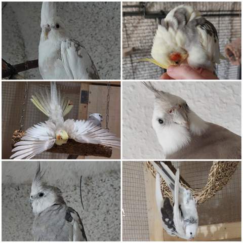 - (Haustiere, Tierhaltung)
