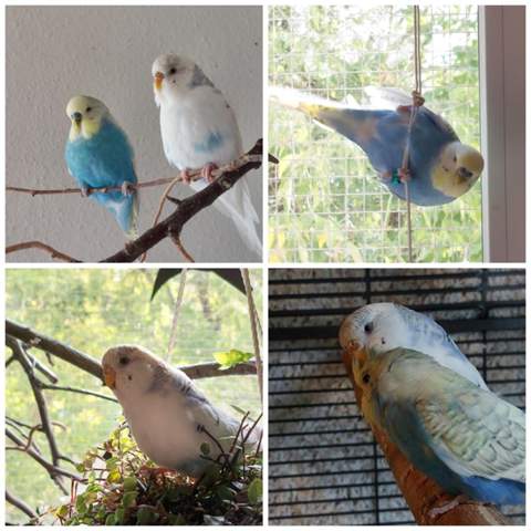 - (Haustiere, Tierhaltung)