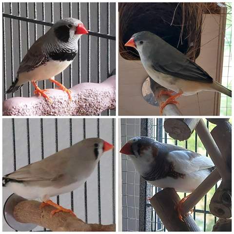 - (Haustiere, Tierhaltung)