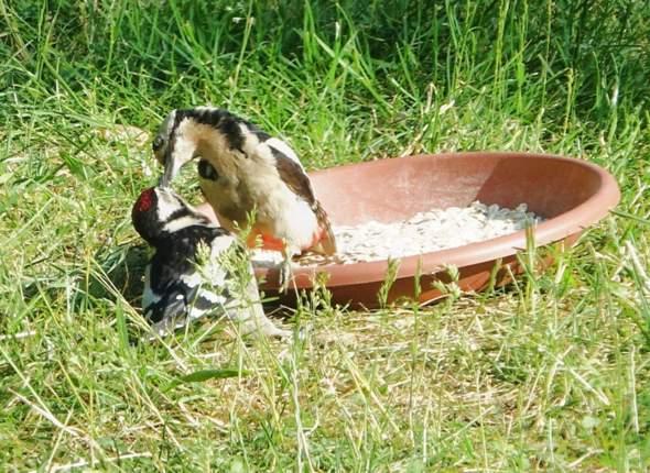 - (Vögel, Wildvögel, Vögel füttern)