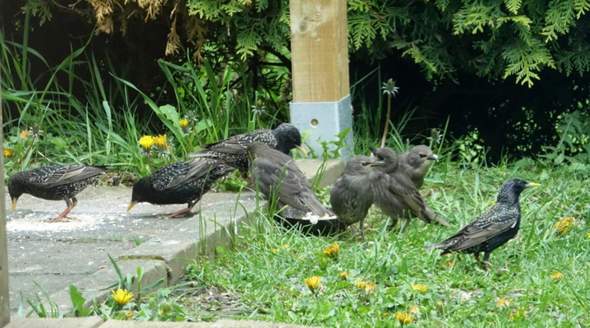 - (Vögel, Wildvögel, Vögel füttern)