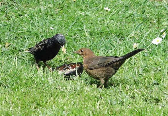 - (Vögel, Wildvögel, Vögel füttern)