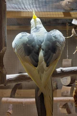 - (Vögel, Geschlecht, Nymphensittich)