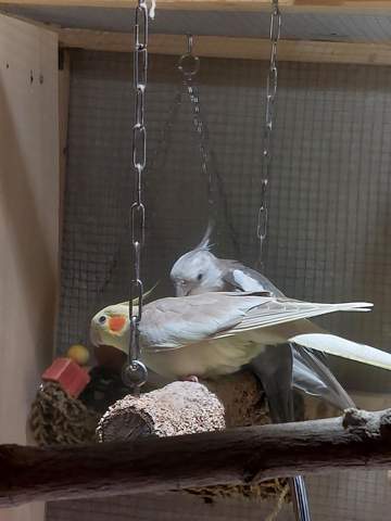 - (Vögel, Geschlecht, Nymphensittich)