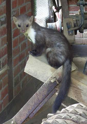 - (Biologie, Wildtiere, Marder)