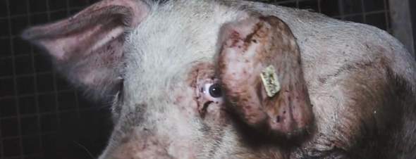 - (Fleisch, vegan, Schweinefleisch)