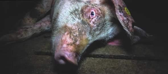 - (Fleisch, vegan, Schweinefleisch)