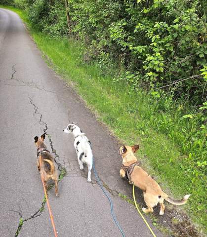 - (Handy, Freizeit, Hund)