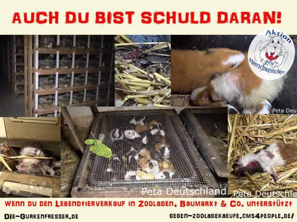 - (Tierhaltung, Rasse, Mischling)