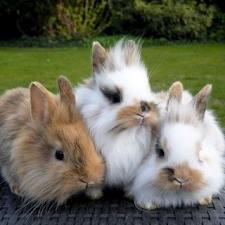 das sind meine drei: snoopy, scotty und monte - (Name, Kaninchen)