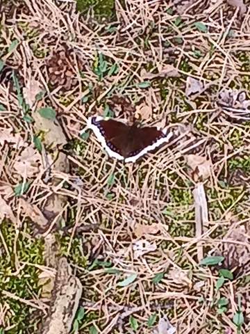 - (Natur, Insekten, Schmetterling)